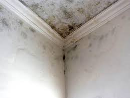 Mold Odor Removal Services in Carlinville, IL