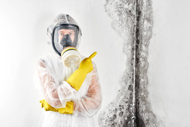 Professional Mold Inspection in Carlinville, IL