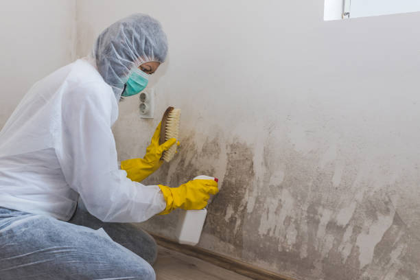 Best Mold Odor Removal Services  in Carlinvle, IL